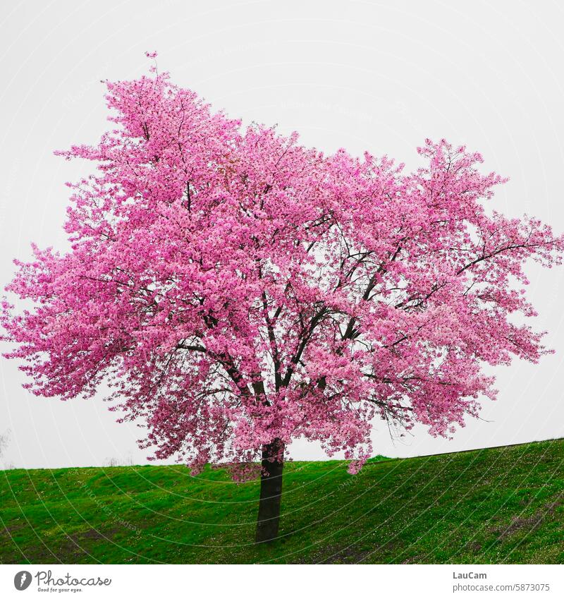 Once upon a time there was spring ... Cherry tree cherry blossom pink Pink Meadow Green Spring variegated colored Cherry Blossom Festival colourful trendy Tree