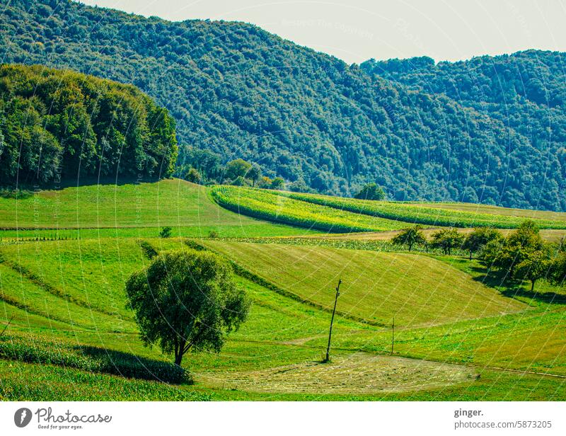 Landscape green in green Green Nature Tree Forest Environment Exterior shot Colour photo Day Deserted Plant naturally Light Shadow Contrast Sky Meadow Hill