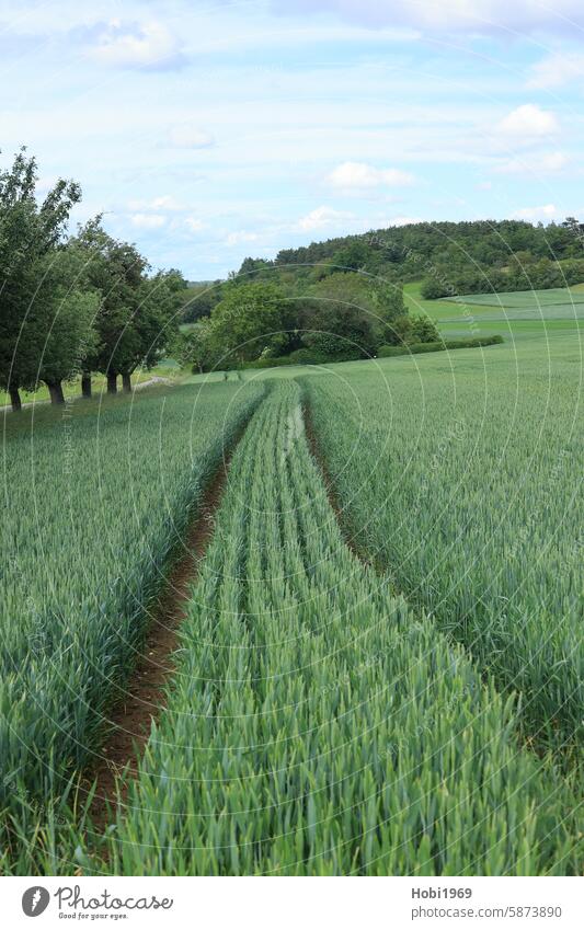 Tracks in a grain field in the Heckengäu lane Grain field Field trace Farmer Agriculture agriculturally Landscape panorama acre peasant Horizon Summer Summery