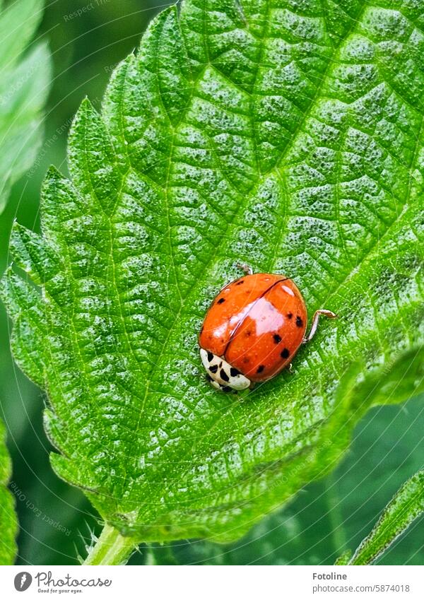 A small ladybug crawls over a leaf. It glows red and stands out so well against the green. Ladybird Beetle Red Green Animal Nature Macro (Extreme close-up)