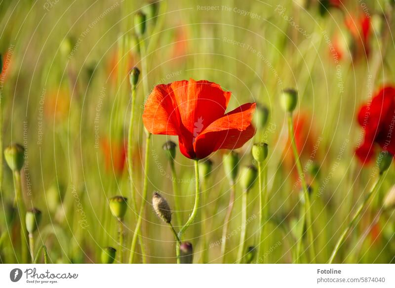 Last mo(h)nday picture Poppy Blossom Flower Red Summer Nature Plant Poppy blossom Colour photo Field Idyll Exterior shot Shallow depth of field Poppy field