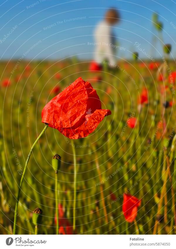 Another poppy picture - A beautiful field of poppies entices a young lady to take a break among the flowers. Poppy Blossom Flower Red Summer Plant Poppy blossom