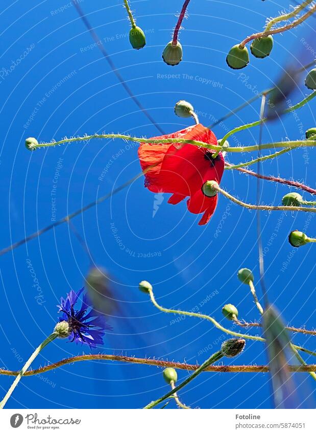 Choose a different angle. A poppy meadow viewed from the bottom up. poppy flower Poppy Poppy blossom Red Flower Plant Summer Blossom Meadow Green Poppy field