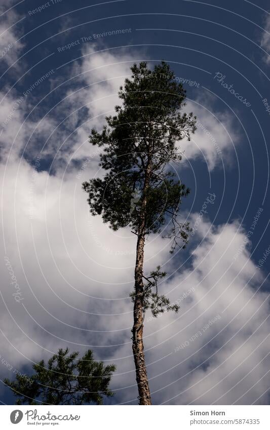 towering, isolated tree in front of a sky half covered by a large white cloud Tree Sky segregated Individual loner singular Tall height Environment Weather