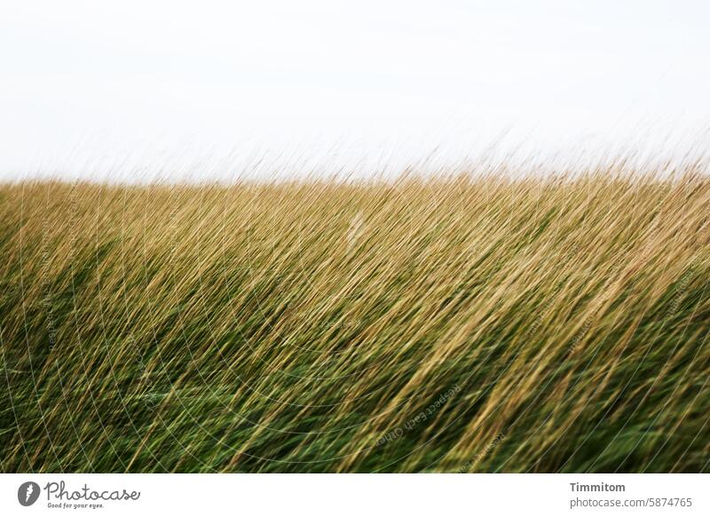 Stalks, many stalks, in the wind Green Yellow Nature Grass Marram grass Plant duene Sky Deserted multiple exposure Wind Vacation & Travel Denmark Movement