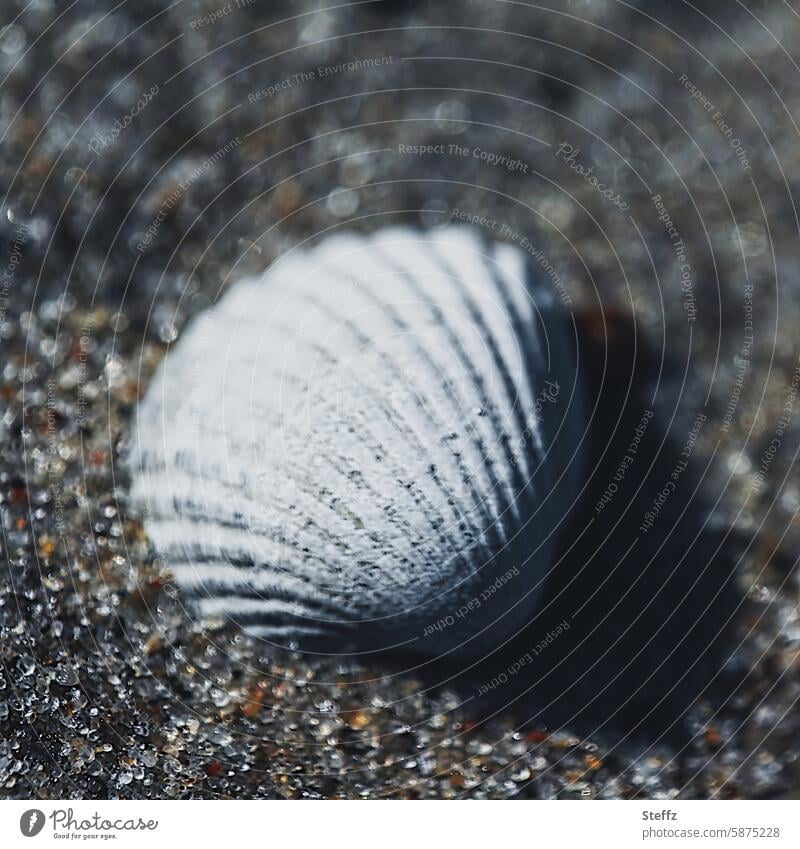 a mussel shell in the sand Mussel Mussel shell Cockle Sand Grains of sand beach sand Empty Brown Empty bowl Flotsam and jetsam Discovery Sea mussel Sandy beach