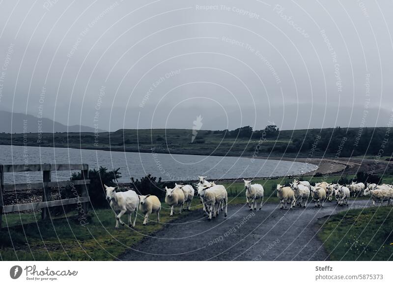 on the road in Scotland sheep Flock Herd herd animals Group of animals Road traffic Fog In transit Street Lake shorn sheep Farm animals Sheep on the road