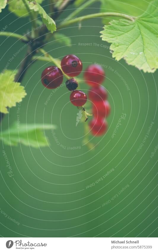 currants daylight blurriness Nature natural light Summer Summery Food garden plant Garden fruit fruit harvest sweet and sour vitamins vegan vegetarian Fruity