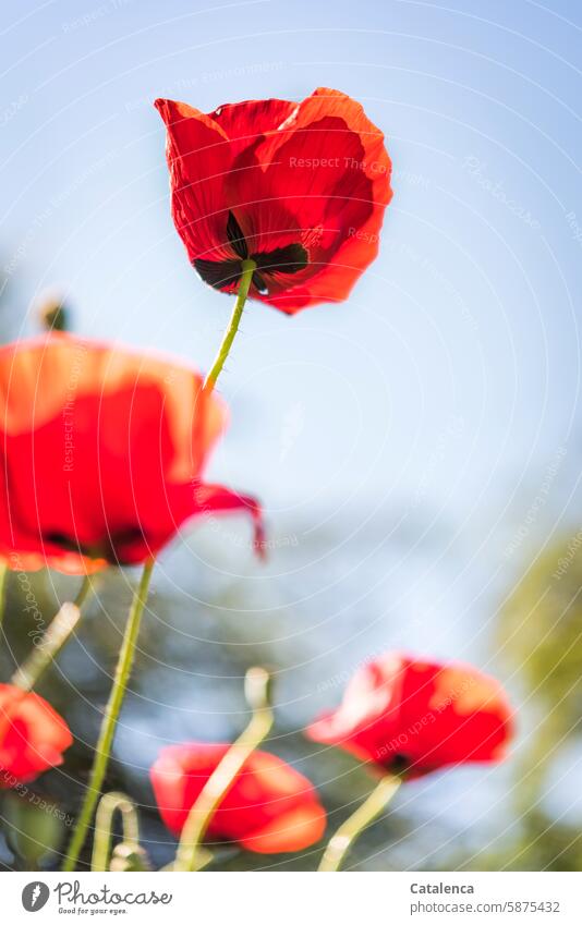 Corn poppy from the frog's perspective Orange fade blossom Season daylight Day Garden flora Nature petals Blossom Flower Plant Poppy Sky Blue Green