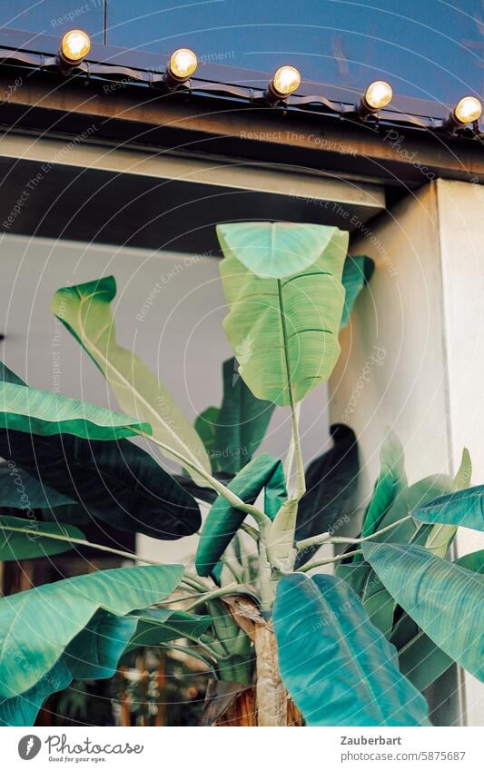 Palm leaves in front of house with light bulbs Palm tree palm leaves House (Residential Structure) Electric bulb Contrast travel vacation Palm frond