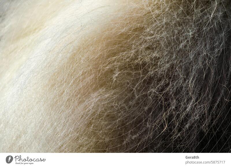 dog fur detail close up abstract animal backdrop background blank blond breed care closeup color design gray grey grooming light material natural pattern pet