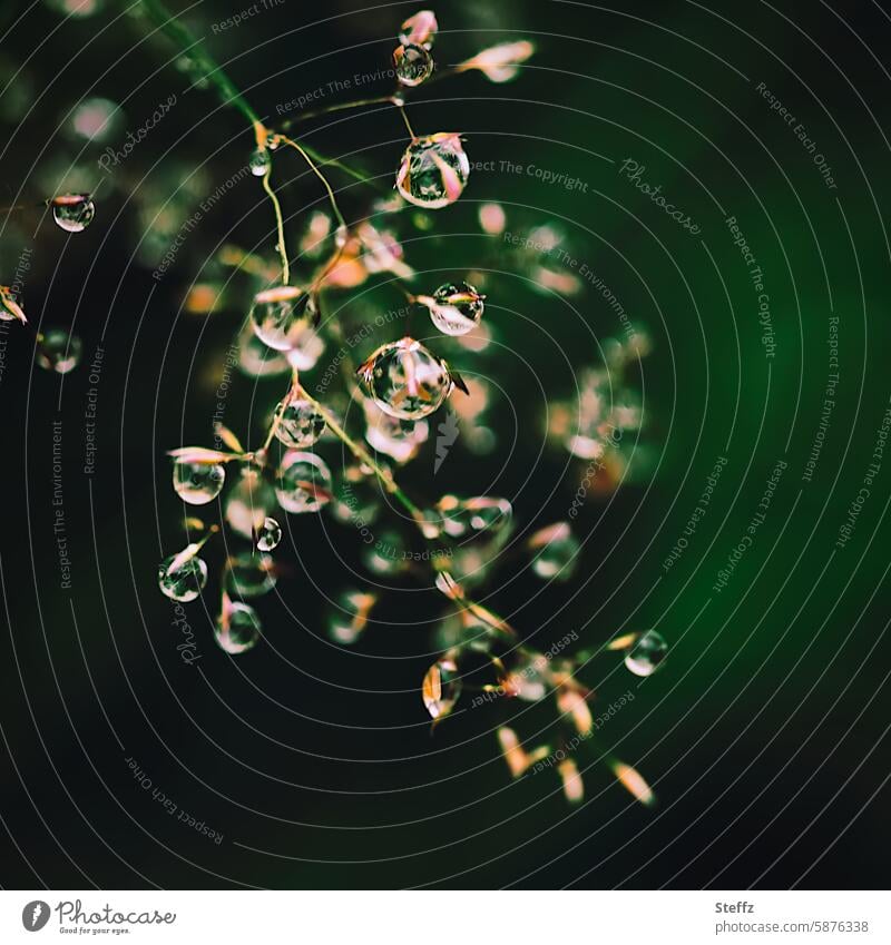 Grass blossom with raindrops Drop Rain Wet rainwater blade of grass Fine Flower of grass Tuft of grass wet grass Delicate Heavy Crooked inflect summer rain