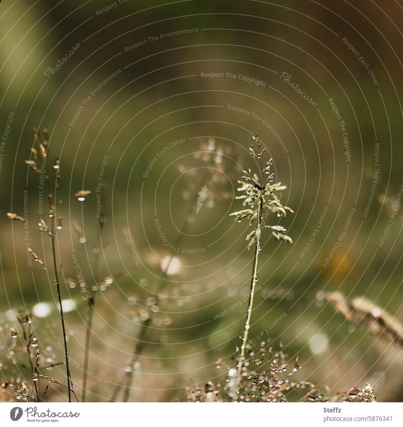 Grasses after the rain Rain Wet rainwater Drop wet grass Damp blades of grass raindrops grasses Delicate summer rain Lawn Meadow Meadow grass Drops of water