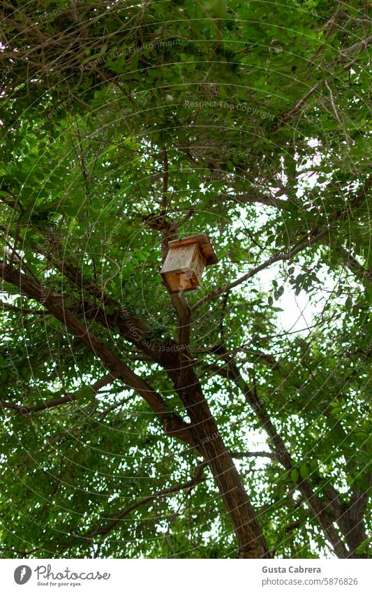 Small wooden bird house, hanging from a tree. bird houses Bird house made of wood Exterior shot Trees Wild bird Colour photo Nature Wild animal outdoors Forest