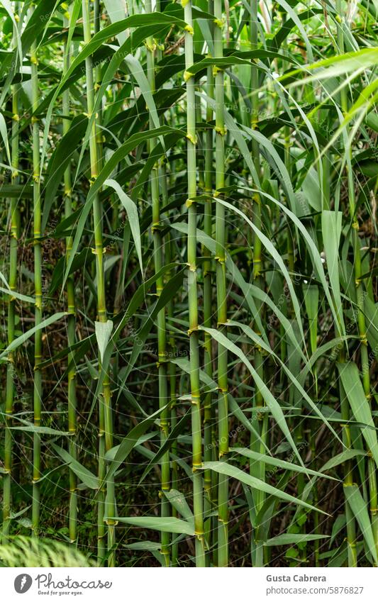 Group of reed plants or Arundo donax. Bamboo Bamboo stick Nature Green Plant Asia Exterior shot Environment Exotic Colour photo bamboo Park Close-up Forest