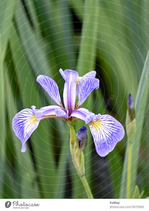 Close-up of the blue patterned flower of an iris (Iridaceae) on the bank of a body of water lily Blossom blossom inflorescence Plant Nature purple Blue Green