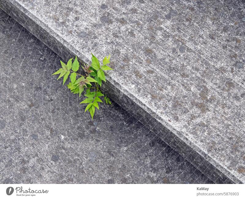 Close-up of a single young plant that manages to grow on concrete Plant Nature Habitat Concrete antagonistic Hope wax Success Sparse Stone urban area sealing