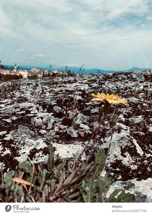 dandelion Corfu Greece Spring Sun Dandelion composite Sunlight Nature Beauty & Beauty Flower picture background Season Growth Landscape panorama