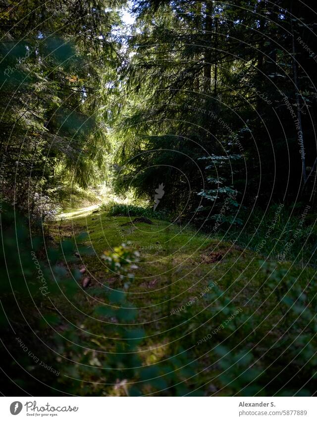 Overgrown forest path Forest trees To go for a walk Lanes & trails Nature off Promenade Footpath Relaxation Hiking Black Forest Landscape Woodground