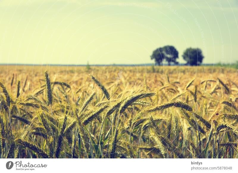 Wheat field in bright sunshine Wheatfield Grain field Agriculture Nutrition Cornfield Agricultural crop Ear of corn rural scene Horizon Summer Food Field