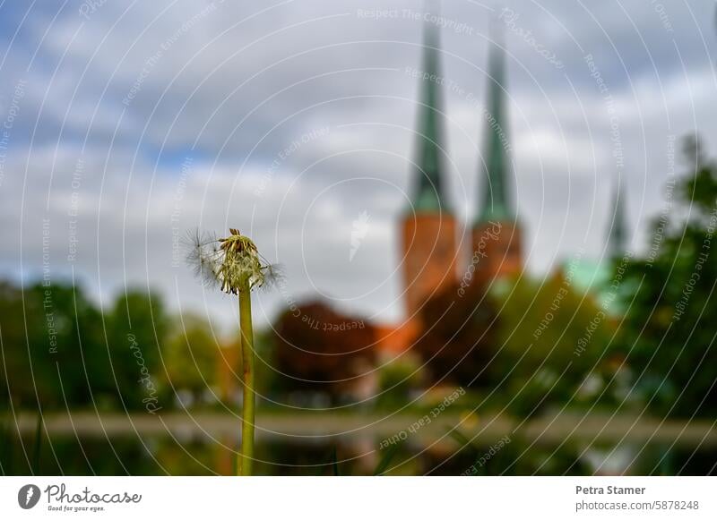 Dandelion in front of the cathedral dandelion Plant Nature Flower Spring Wild plant Blossom naturally Sámen Faded dandelion blossom dandelion seed Delicate