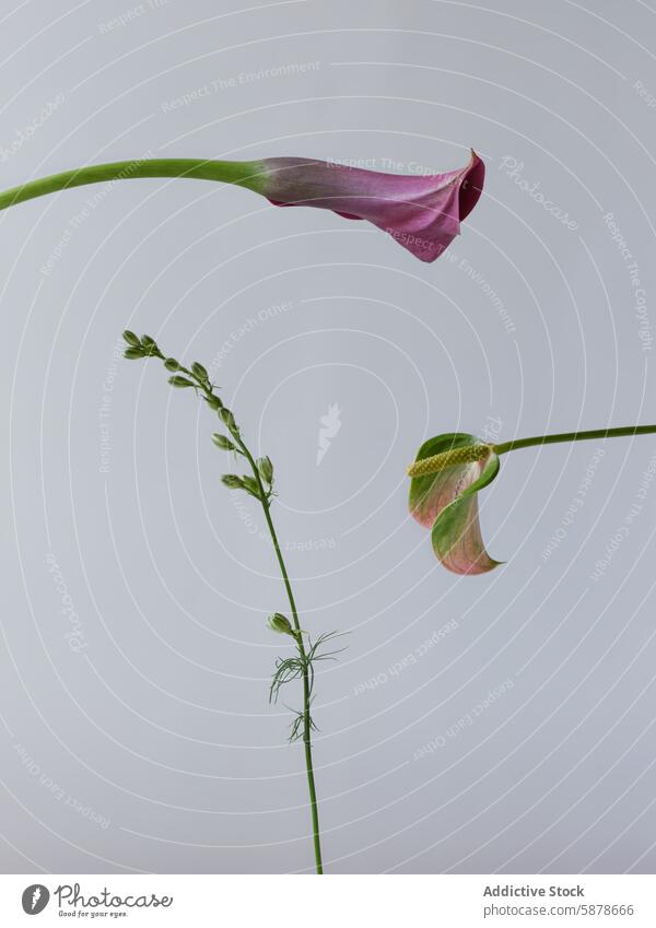 Two delicate flowers on slender stems against a soft background petal color exotic elegant curve subtle minimalism plant bloom blossoming nature spring floral