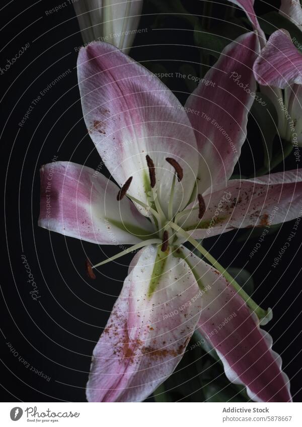 Close-up of a pink and white lily on a dark background flower close-up petal stamen bloom blossom botanical plant nature detail macro fresh beauty beautiful