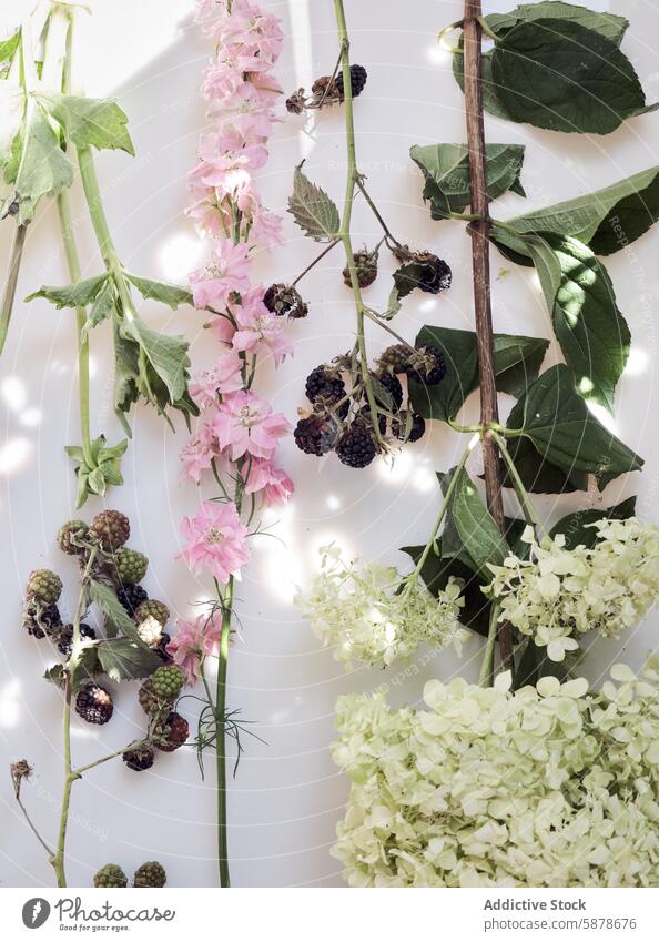 Sunlit arrangement of wildflowers and berries on a white backdrop berry leaf sunlight nature plant flat layout botany floral serene collection ripe unripe green