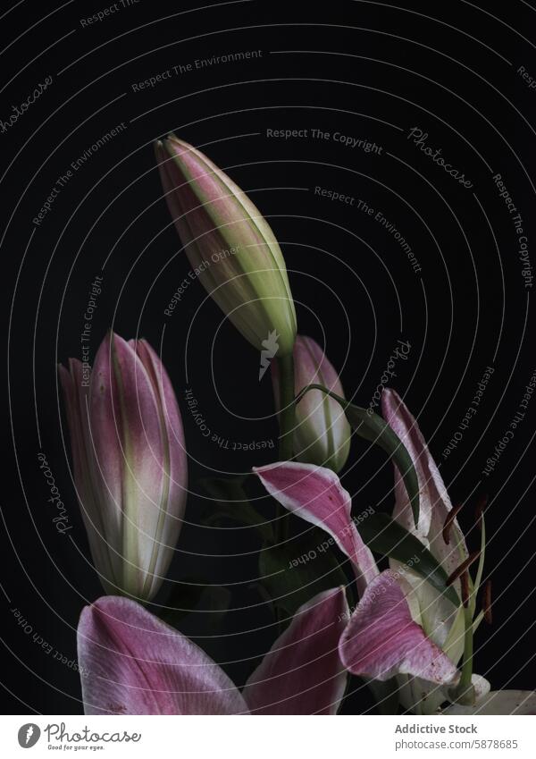 Pink lily flowers on a dark background pink blossom petal bud close-up black texture delicate plant bloom floral nature beauty elegant fresh growth spring