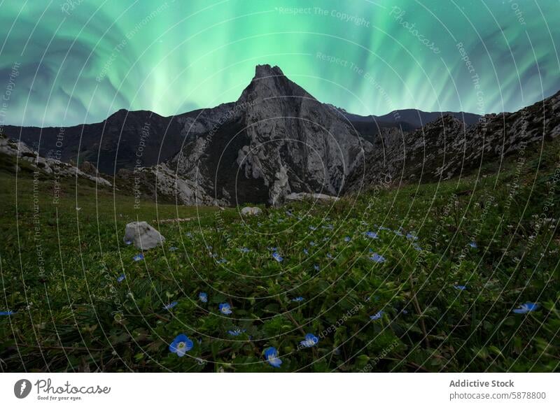 Spring aurora over mountain peaks with blue wildflowers spring sky night green light landscape nature outdoor vibrant northern lights rock wilderness scenic