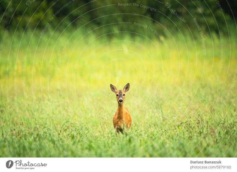 Roe deer standing in the grass in a meadow roe looking animal portrait wild female green field wildlife mammal nature brown fur outdoor fauna doe cute