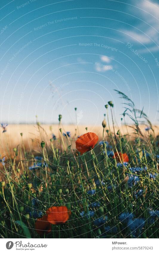 Poppies on the edge of field poppies cornflowers Sky Wheatfield Margin of a field acre Summer Nature bloom