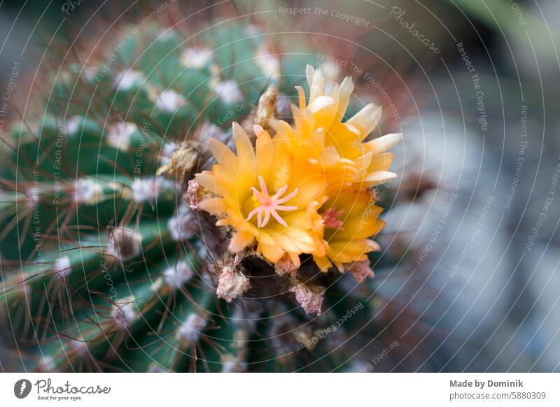 Stacheliger grüner Kaktus mit oranger Blüte Bokeh Exposure Properly Exposed Visual Properties bokeh Visual spectacle Abstract Background picture