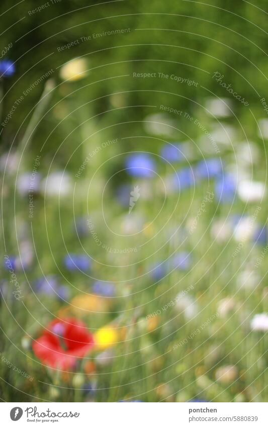 a blurred, hazy meadow of flowers. Flower meadow wild flowers variegated Red purple poppies Nature Summer Meadow flower Green