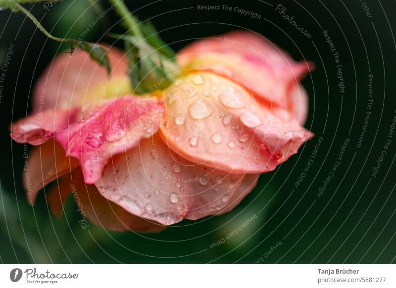 Rose blossom after the big rain pink petals Pink Yellow Green raindrops Wet dark background garden plant Uniqueness fragrances Dark Elegant Stylish Dark green