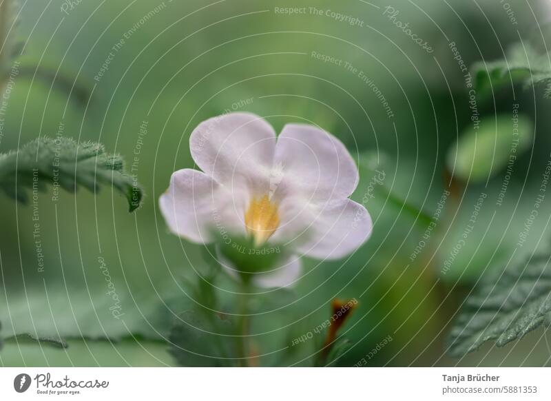 Even with small flowers, a beautiful back can be delightful Snowflake flower Blossom from behind little flowers from below Flower underside Rear view Outdoors