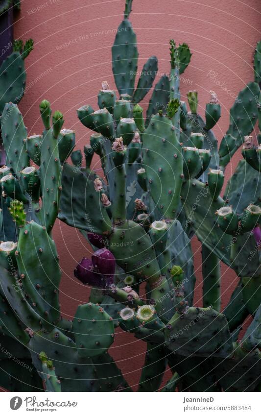 in the alleyways of Montepulciano travel Vacation & Travel Old town Tourism Culture Deserted Italy Manmade structures Alley Cactus house wall Facade