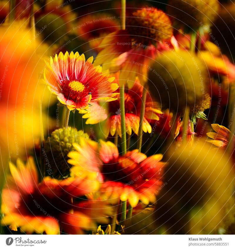 Lush flowering bed with cockade blossoms cockade flower Gaillardia x grandiflora composite basket blossom Flower Flowerbed Tongue blossoms petals dewy Summer