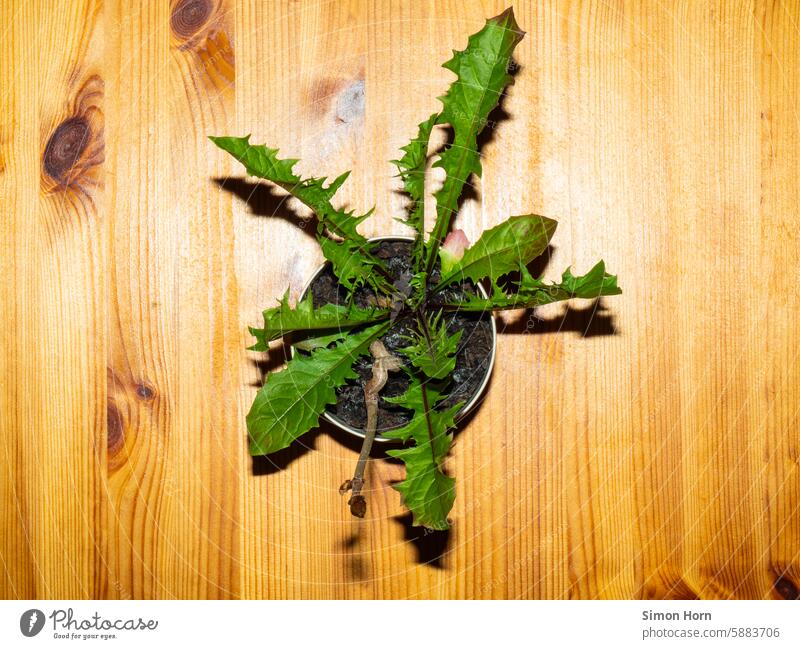 Dandelion in a flower pot on a wooden table Flowerpot Wood Surface Wooden table Wood grain leaves Weed Optimism Table Houseplant unusual Decoration Pot plant