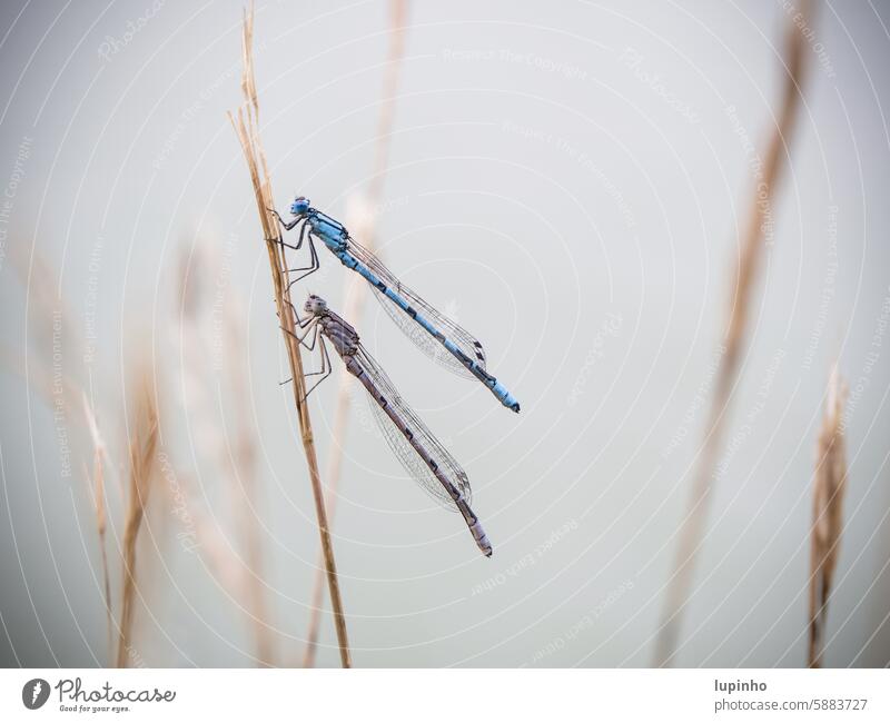 Pair of dragonflies on a withered blade of grass Dragonflies couple Dragonfly pair mating season Nature Close-up Blue insects Exterior shot animal world Day