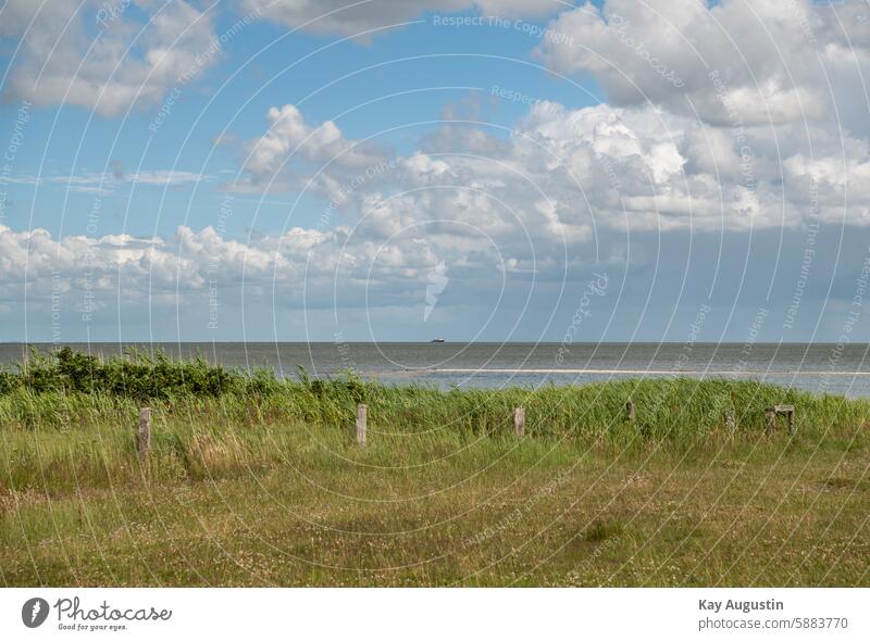 Wadden Sea Mud flats North Sea Colour photo North Sea Islands North Sea coast Nature Ocean Exterior shot Landscape Nature reserve bird sanctuary