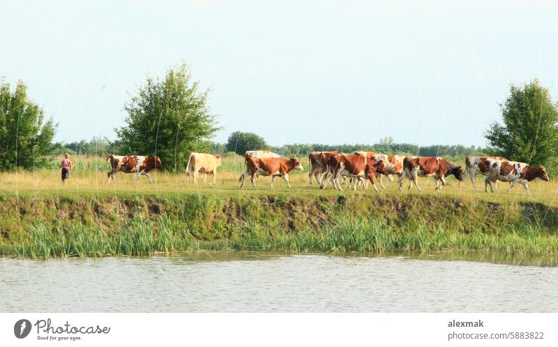 Cows on pasture near lake. Beautiful summer landscape cow animal farm river mammal livestock graze domestic calf bull cattle ox pasture cow beef view brown