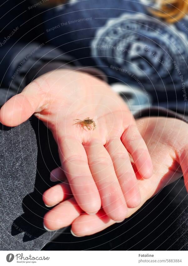 My daughter is holding a tiny little crab on her hand. There were thousands of them in the mudflats. Shrimp Animal Shellfish Close-up Crustacean Hand Fingers