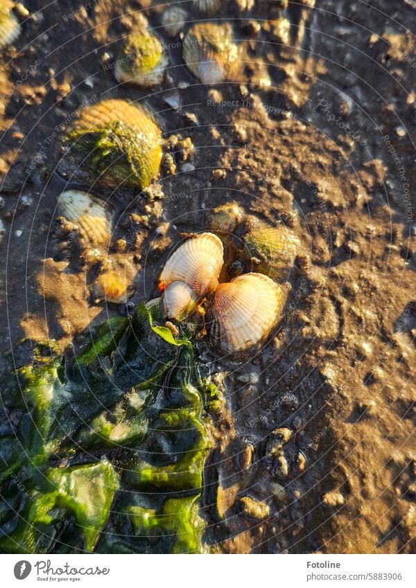 Flotsam in the mudflats. Shells and seaweed adorn the seabed, which has been exposed by the low tide. Mussel Cockle Beach Nature Mussel shell coast Ocean