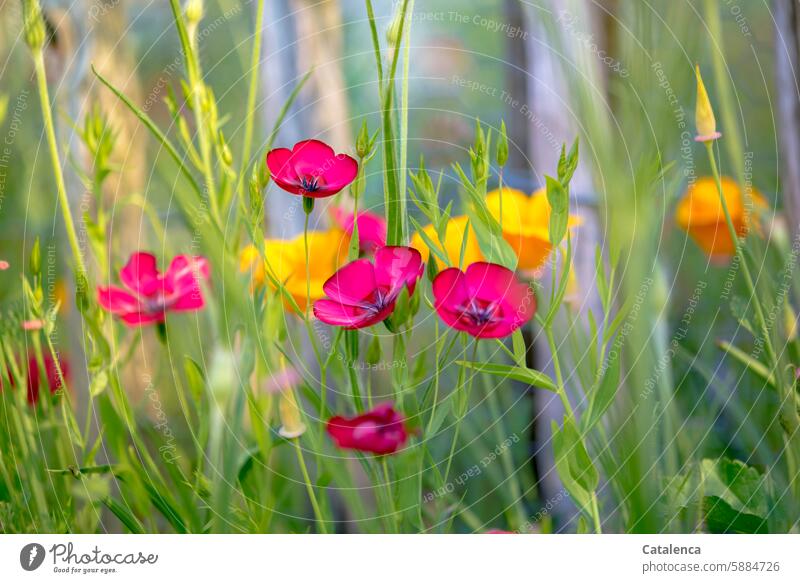 Flowery red flax California poppy Nature flora Plant Garden petals Day daylight Season variegated fade Poppy Blossom Blossoming bleed to death blossom wither