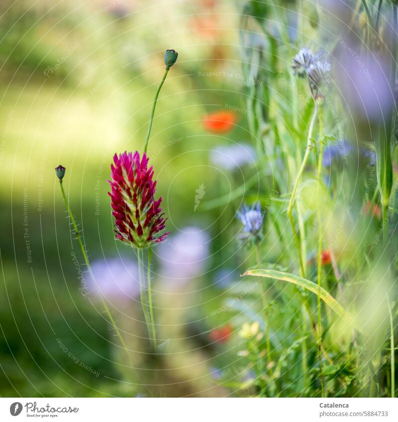 A colorful mix of flowers fragrances wither bleed to death blossom Blossoming plants flora Nature Flower mixture Summer Garden Clover cornflowers Poppy Marigold