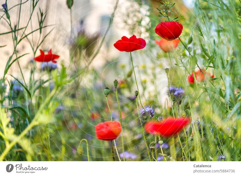 meadow flowers Corn poppy Plant Poppy Flower Nature petals Blossom flora Garden Day daylight fade blossom Season bleed to death wither fragrances Blossoming