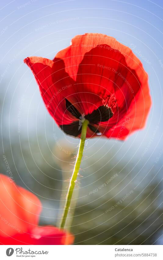 poppy Corn poppy Plant Poppy Flower Nature petals Blossom flora Garden Day daylight fade blossom Season bleed to death wither fragrances flowers Blossoming