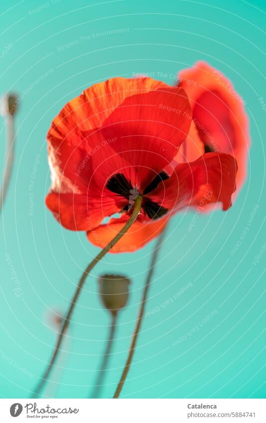 Like every Monday Sky Poppy Corn poppy Plant Flower Nature petals Blossom flora Garden Day daylight fade blossom Season Orange Seed capsule poppy seed Turquoise