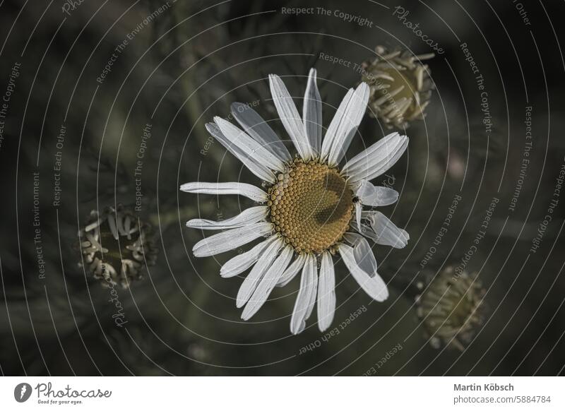 Magrite with white petals, on which a heart is outlined by a shadow, nostalgically daisy Magritte blossom flower plant flora fauna meadow summer meadow season